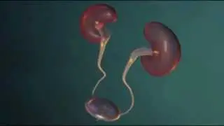 Incontinence Urinaire -- Définition Et Causes
