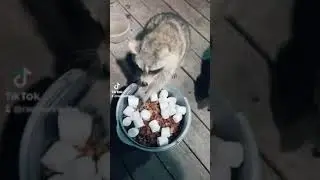 Raccoon Ravine: Feeding time!