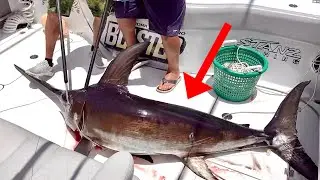 *WILD* Racing Swordfish and Tuna Crush! Fish Cutting!