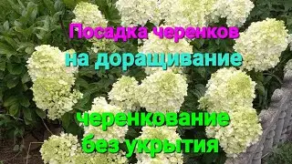 Пересадка черенков гортензии. И черенкование без укрытия в простой грунт.