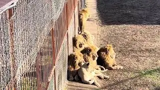 Всем утренний львиный привет из Тайгана!☀️🦁❤️ Февраль 2024.