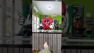 DIPAKSA MEWARNAI RAMBUT  