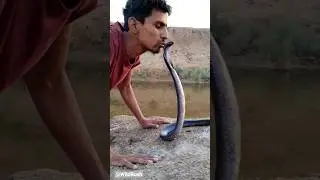 Kiss of Death| How to kiss a Cobra Snake|