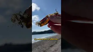 I found shark eggs on the beach! 
