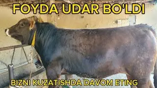 FOYDA UDAR BO'LDI