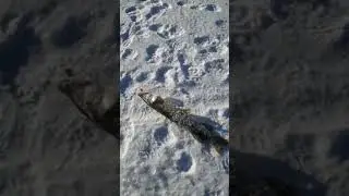 РЫБАЛКА ЗИМОЙ #shorts