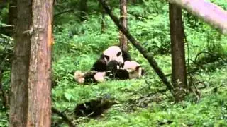 BBC Natural World 1994  Pandas of the Sleeping Dragon