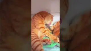 Funny animal video 
