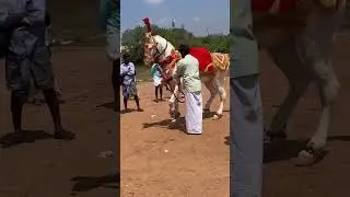 Traditional Horse dance 