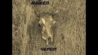 FOUND THE SKULL IN THE ABANDONED DUMP