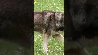Немецкая овчарка 