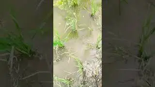 #goneviral #viral  ধান খেত