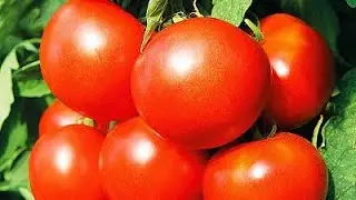 тест"КТО ХОЧЕТ СТАТЬ ПОМИДОРОМ" ТЫ ПОМИДОР?тест на помидор 🍅