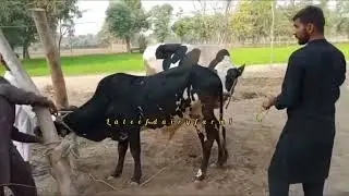 Bull & Cow Successful Natural Mating | Village Life Breeding Process 