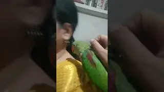 most 'ADORABLE'✨baby parrot #bird #parrotspeak #parrot #funny #cute #shortsfeed #shorts