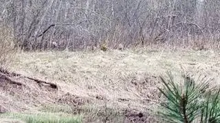 косуля Твнрская область