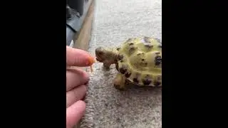 Tortoise mistakes its owners finger for a carrot! #shorts #tortoise