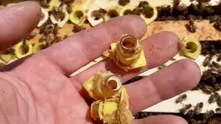 Чистим мисочки для вывода маток