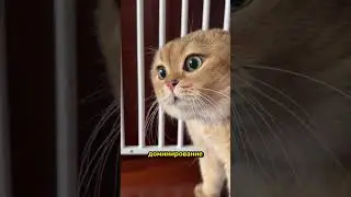 Понимаешь ли Ты Своего Кота?