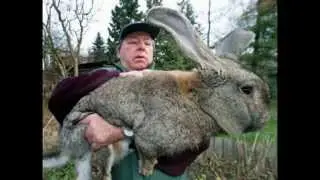 Самые большие животные своего вида в мире!