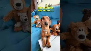 RESCATEMOS a PUMBA‼️😱 #teckel #perrosalchicha #dachshund #perro #doglover #dog #humor #mascotas