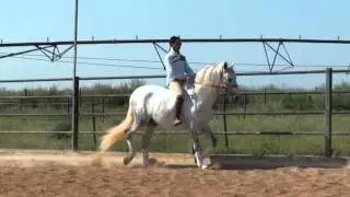 Ganadero XLIX, 2008 г.р., ПРОДАН