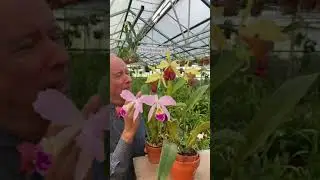 How to Remake a Primary Hybrid from 1893: C Lord Rothschild
