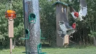 Red-headed Woodpecker Flies In Like He Owns the Place 🙂 Then Tries to Defend His Territory!