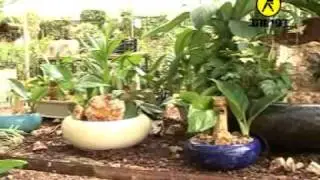 המרכז הארצי להידרופוניקה משתלה בגן חיים .wmv