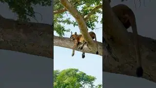 This Is Why Lions Climb In Trees in Africa 😱!