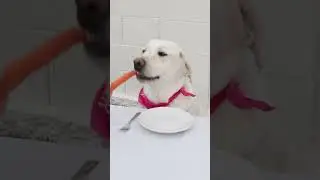 Labradors try to Eat Carrots.. 🤣🥕  #puppy #labrador #funnydogs