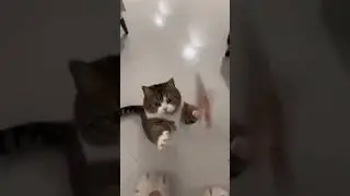 Funny cat habits