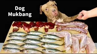 RAW FEEDING ASMR PITBULL EATING RAW FOODS
