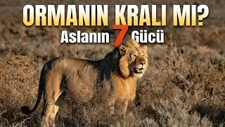 Aslan Gerçekten Ormanın Kralı mı? | 7 Sebep