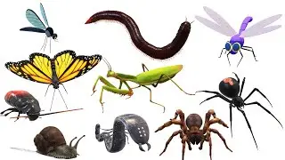 Insects Name in English - Insects picture for kids | 