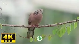 Be Calm - Sounds of Birds (4K Video)