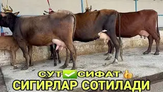 САРВАР БЕКДАН ТОЗЗА ЭСТОН ШВЕД СИГИРДИ ПОЛВОНЛАРИ СОТИЛАДИ SOTILADIGON SIGORLAR 17 августа 2024 г