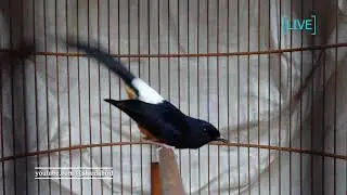 บินหลาดง Shama bird  51 min.