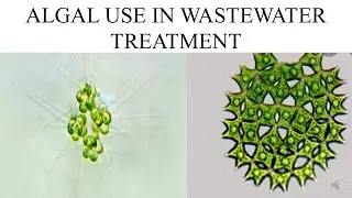 USE OF ALGAE IN WASTE WATER TREATMENT