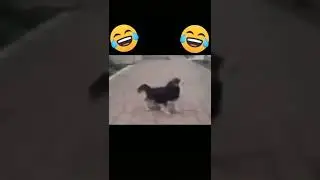 Приколы