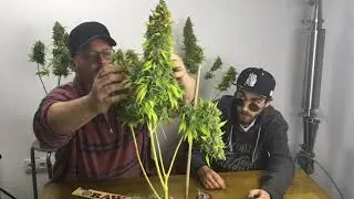 Dinafem's Critical Plus or Medical Seeds Prozack