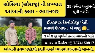 સોસિયા (સૌરાષ્ટ્ર) ની પ્રખ્યાત આંબા કલમ || आम की कटाई || Mangoes Farm Nursery #Mango#Kheti# Nursery