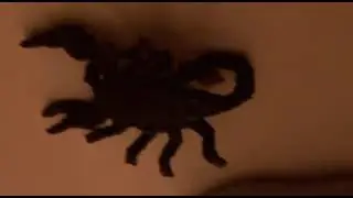 Scorpion 🦂 Squish