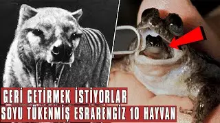 It Feeds Its Young in Its Mouth Until They Reach Adolescence, 10 Extinct Animals That Need to Be Bro