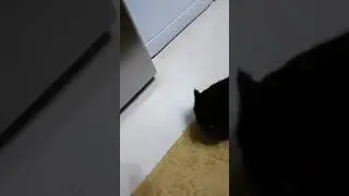 котики приколы милота cat