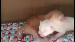 Cute kittens / cat