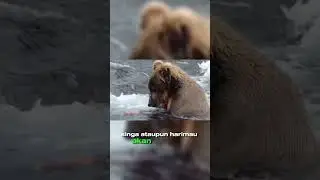Beruang lebih suka menguliti mangsanya