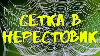 РАЗВЕДЕНИЕ НЕОНА. Сетка в нерестовики.