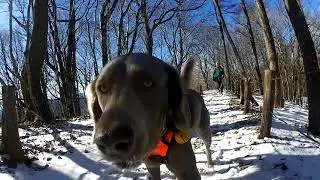 奥多摩の御前山に愛犬と登ってみたら雪景色でした