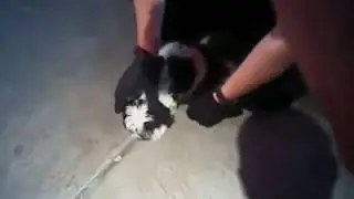 Caught on Camera: APD Officers Save Choking Puppy